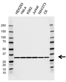 Anti RPS2 Antibody, clone EF05/3G8 (PrecisionAb Monoclonal Antibody) gallery image 1