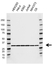 Anti RPS2 Antibody, clone EF05/3G8 (PrecisionAb Monoclonal Antibody) thumbnail image 1