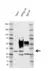 Anti RPS2 Antibody, clone EF05/3G8 (PrecisionAb Monoclonal Antibody) thumbnail image 2