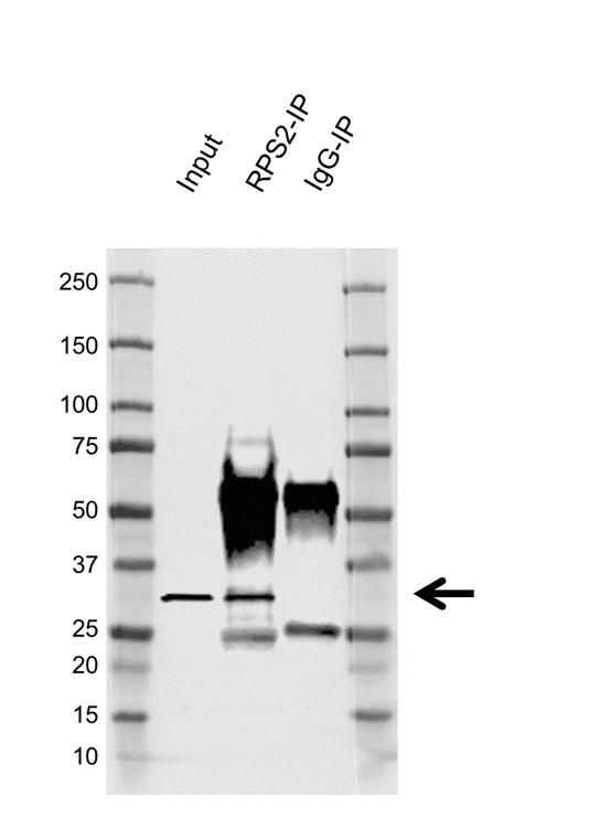 Anti RPS2 Antibody, clone EF05/3G8 (PrecisionAb Monoclonal Antibody) gallery image 2