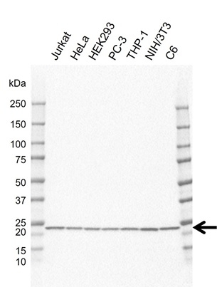 Anti RPS5 Antibody, clone rCD02-2C12 (PrecisionAb Monoclonal Antibody) gallery image 1