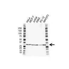 Anti RPS6 Antibody, clone 981CT2.1.1 (PrecisionAb Monoclonal Antibody) gallery image 1