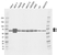 Anti RPS6KB1 Antibody, clone CD04/4D3 (PrecisionAb Monoclonal Antibody) thumbnail image 1