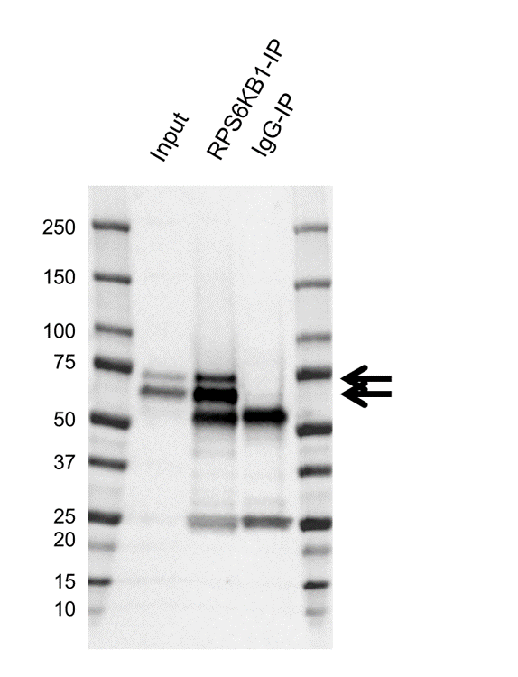 Anti RPS6KB1 Antibody, clone CD04/4D3 (PrecisionAb Monoclonal Antibody) gallery image 2