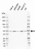 Anti Human Rragc Antibody, clone AB02/2G5 (Monoclonal Antibody Antibody) thumbnail image 1
