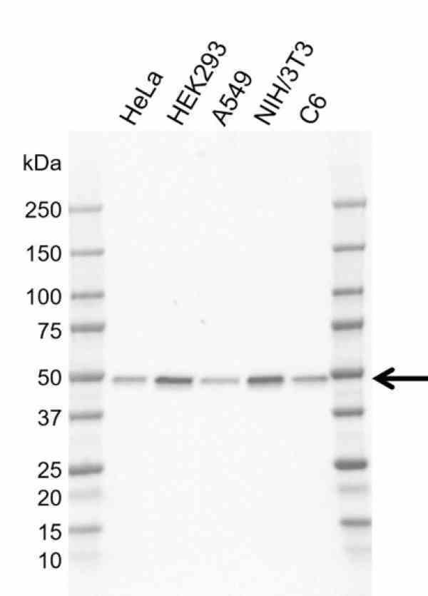 Anti Human Rragc Antibody, clone AB02/2G5 (Monoclonal Antibody Antibody) gallery image 1