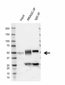 Anti Human Rragc Antibody, clone AB02/2G5 (Monoclonal Antibody Antibody) gallery image 2