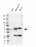 Anti Human Rragc Antibody, clone AB02/2G5 (Monoclonal Antibody Antibody) thumbnail image 2