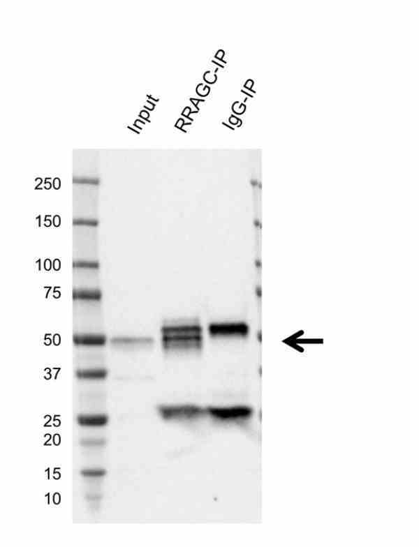 Anti Human Rragc Antibody, clone AB02/2G5 (Monoclonal Antibody Antibody) gallery image 2