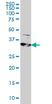 Anti Human RRM2 Antibody, clone 1E1 thumbnail image 1