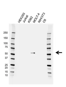 Anti RUNX1 Antibody, clone EF03/2B4 (PrecisionAb Monoclonal Antibody) gallery image 1