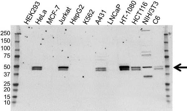 Anti RUNX3 Antibody, clone 2B3 (PrecisionAb Monoclonal Antibody) gallery image 1