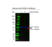 Anti RUNX3 Antibody, clone 2B3 (PrecisionAb Monoclonal Antibody) thumbnail image 2