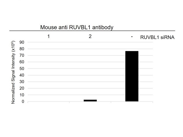 Anti RUVBL1 Antibody, clone AB04/2E9 (PrecisionAb Monoclonal Antibody) gallery image 3