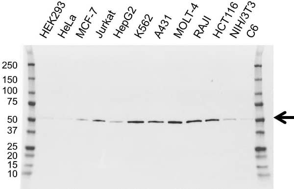 Anti RUVBL2 Antibody, clone OTI1A6 (PrecisionAb Monoclonal Antibody) gallery image 1