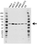 Anti RXR Alpha Antibody, clone AB02/1D10 (PrecisionAb Monoclonal Antibody) thumbnail image 1