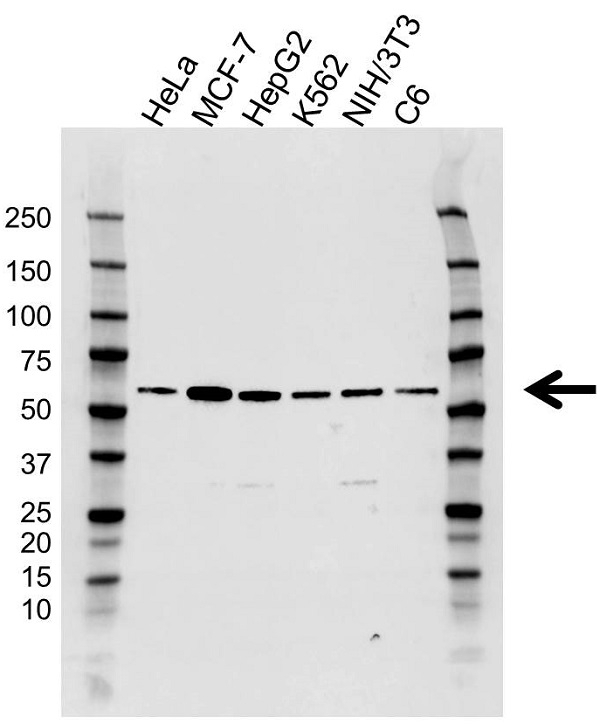 Anti RXR Alpha Antibody, clone AB02/1D10 (PrecisionAb Monoclonal Antibody) gallery image 1