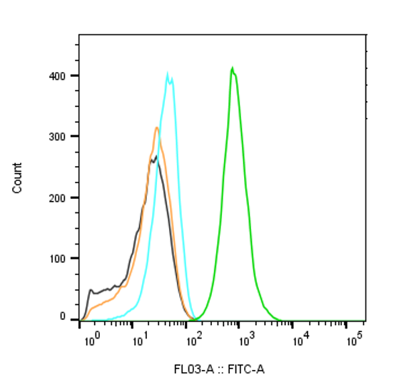 Anti RXR Alpha Antibody, clone AB02/1D10 (PrecisionAb Monoclonal Antibody) gallery image 2