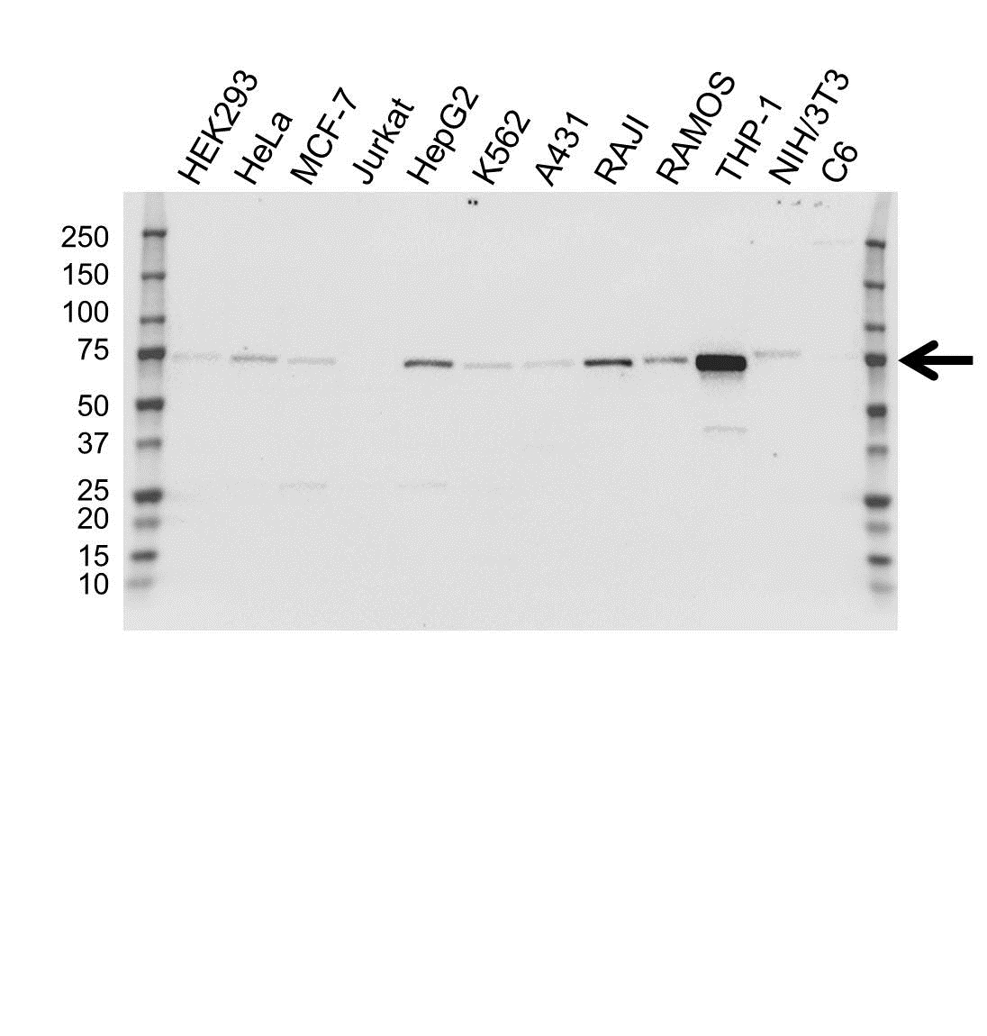 Anti SAMHD1 Antibody, clone OTI1F6 (PrecisionAb Monoclonal Antibody) gallery image 1