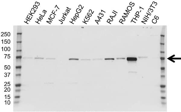 Anti SAMHD1 Antibody, clone OTI1F6 (PrecisionAb Monoclonal Antibody) gallery image 2