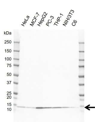 Anti SEC61B Antibody, clone rAB01-4H3 (PrecisionAb Monoclonal Antibody) gallery image 1