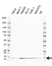Anti SEC61B Antibody, clone rAB01-4H3 (PrecisionAb Monoclonal Antibody) thumbnail image 1