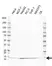 Anti SEC61B Antibody, clone rAB01-4H3 (PrecisionAb Monoclonal Antibody) thumbnail image 1