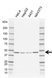 Anti SERPINH1 Antibody, clone AB01/3C1 (PrecisionAb Monoclonal Antibody) thumbnail image 1