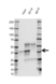 Anti SET Antibody, clone AB02/4F6 (PrecisionAb Monoclonal Antibody) thumbnail image 2