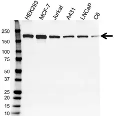 Anti SETDB1 Antibody, clone 5H6D4 (PrecisionAb Monoclonal Antibody) gallery image 1