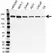 Anti SETDB1 Antibody, clone 5H6D4 (PrecisionAb Monoclonal Antibody) thumbnail image 1