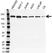 Anti SETDB1 Antibody (PrecisionAb Monoclonal Antibody) thumbnail image 1
