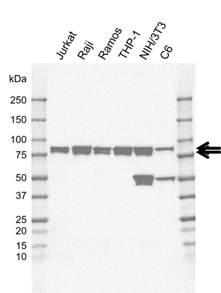 Anti SH3KBP1 Antibody, clone rAB01-4D6 (PrecisionAb Monoclonal Antibody) gallery image 1