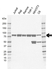 Anti SH3KBP1 Antibody, clone rAB01-4D6 (PrecisionAb Monoclonal Antibody) thumbnail image 1