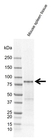 Anti SH3KBP1 Antibody, clone rAB01-4D6 (PrecisionAb Monoclonal Antibody) thumbnail image 2