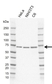 Anti Human SHC1 p66 Antibody, clone K02/12E8 thumbnail image 1