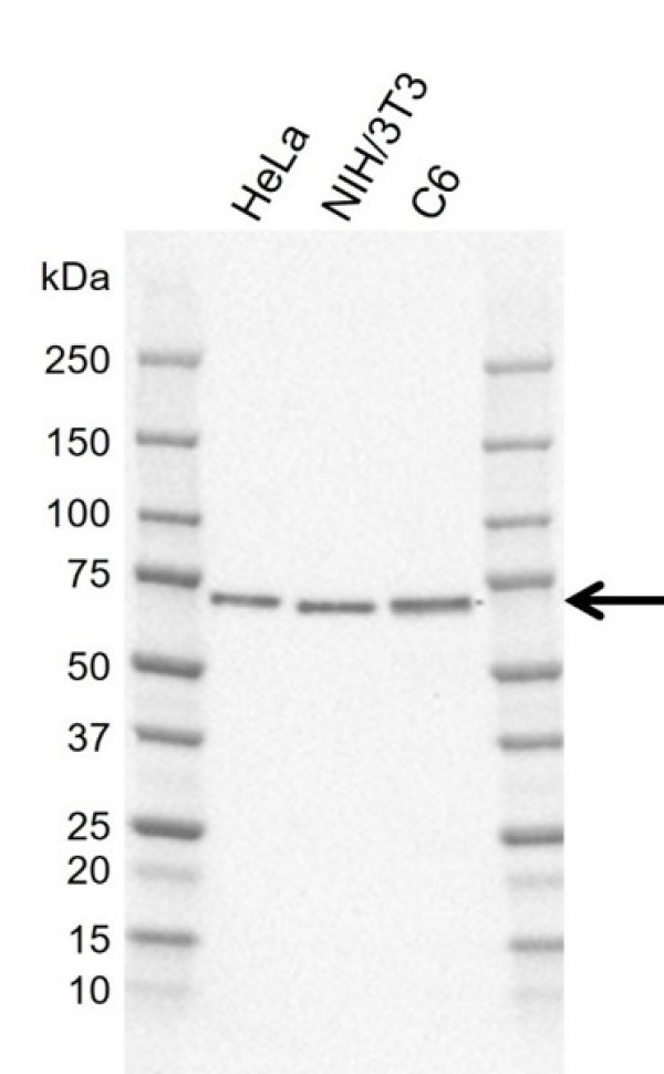 Anti Human SHC1 p66 Antibody, clone K02/12E8 gallery image 1
