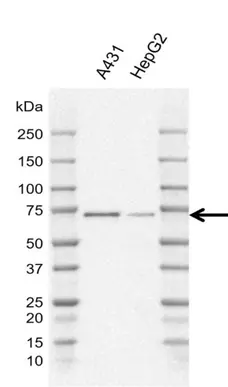 Anti Human SHC1 p66 Antibody, clone K02/12E8 gallery image 2