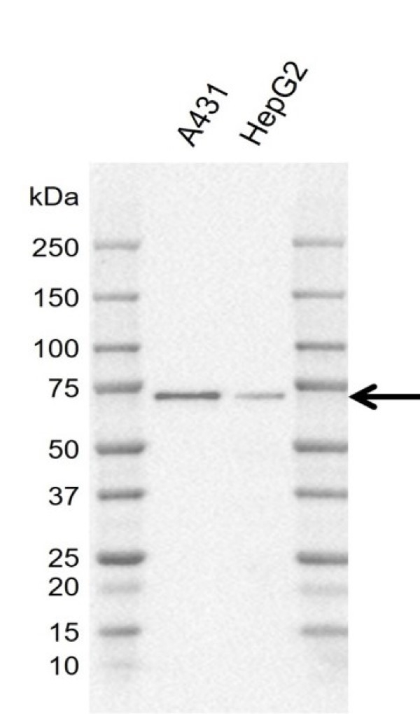 Anti Human SHC1 p66 Antibody, clone K02/12E8 gallery image 2