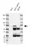 Anti Human SHC1 p66 Antibody, clone K02/12E8 thumbnail image 3
