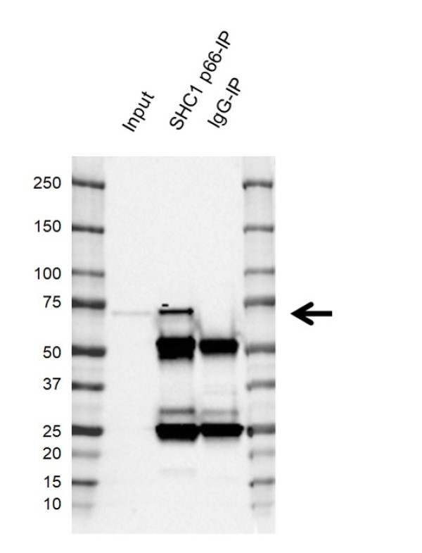 Anti Human SHC1 p66 Antibody, clone K02/12E8 gallery image 3