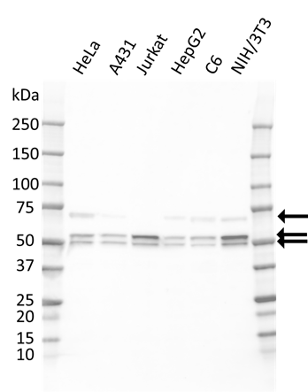 SHC1 p66/p52/p46 Antibody (PrecisionAb Antibody)|F02/2H5|MCA6170