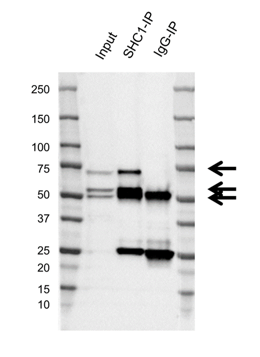 Anti SHC1 Antibody, clone F02/2H5 (PrecisionAb Monoclonal Antibody) gallery image 2
