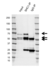 Anti SHC1 Antibody, clone F02/2H5 (PrecisionAb Monoclonal Antibody) thumbnail image 1