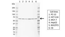 Anti Human SHC2 Antibody, clone rEF01/6C7 gallery image 1