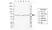 Anti Human SHC2 Antibody, clone rEF01/6C7 thumbnail image 1