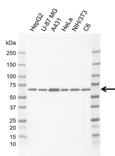 Anti Human SHC3 Antibody, clone AB04/6H9-5 gallery image 1