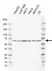 Anti Human SHC3 Antibody, clone AB04/6H9-5 thumbnail image 1