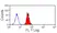 Anti Human Siglec-9 Antibody, clone K8 thumbnail image 1