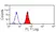 Anti Human Siglec-9 Antibody, clone K8 thumbnail image 2